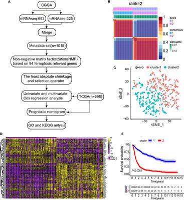 Clinical and Biological Significances of a Ferroptosis-Related Gene Signature in Glioma